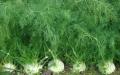 Features of growing fennel vegetable from seeds