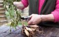 When to dig dahlia tubers in the fall