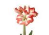 Hippeastrum lill, koduhooldus, foto