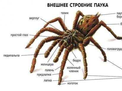 Для каких паукообразных характерно развитие с метаморфозом