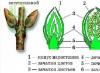 Augalo ūglis: struktūra ir funkcijos Augalo ūglis diagramos pavidalu