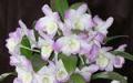 Orchid dendrobium nobile, priežiūra namuose