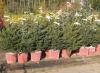 Prodej vánočních stromků pro novoroční podnikatelský záměr