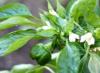 Mida on vaja teada paprikate kasvatamisest avatud tingimustes