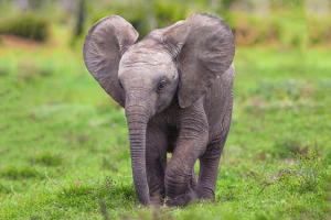 Es sapņoju par ziloni.  Ko nozīmē ziloņu sapņi?  Ziloņa sapņu prognoze