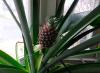 Rritja e ananasit në shtëpi