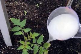 Дрожжевая подкормка огурцов и помидоров: основные правила и эффективные рецепты