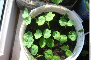كيف ينمو nasturtium من أجل أزهار وفيرة