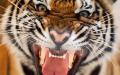 A Tigris éve a kínai horoszkóp szerint: kik ők - Tigrisek