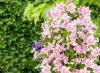 Planting and growing clematis outdoors and in containers