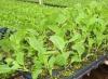 Proper planting and cultivation of cabbage seedlings