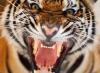 A Tigris éve a kínai horoszkóp szerint: kik ők - Tigrisek