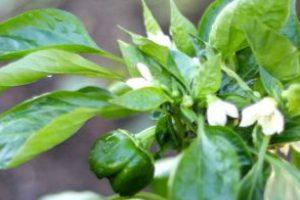 Ką reikia žinoti auginant paprikas atviromis sąlygomis