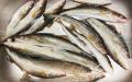 Navaga i ugnen: ett recept på en fisk bakad med gräddfil Vad kan göras av navaga