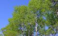 Common aspen in medicine: properties, composition, use for diabetes, prostatitis, parasitic infections