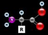Киселинно-алкални свойства на аминокиселините