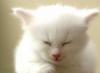 Why is a white cat dreaming?