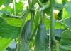 The best hybrid varieties of cucumbers for open ground