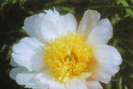 Herbaceous peony: the best varieties for your flower garden