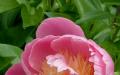Bozhure barishtore: varietetet më të mira për kopshtin tuaj të luleve