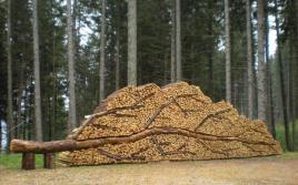 Výhřevnost palivového dřeva z různých druhů dřeva